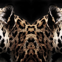 Buy canvas prints of  Jaguar Profiles by bryan hynd