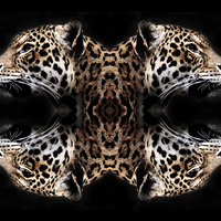 Buy canvas prints of  Jaguar art by bryan hynd