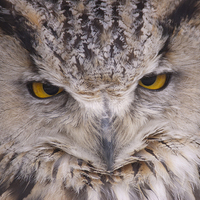 Buy canvas prints of  Owl Eyes by bryan hynd