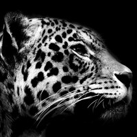 Buy canvas prints of Jaguar profile Black & White by bryan hynd