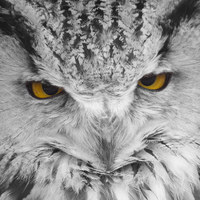 Buy canvas prints of  Owl Eyes 2 by bryan hynd