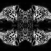 Buy canvas prints of Jaguar abstract by bryan hynd