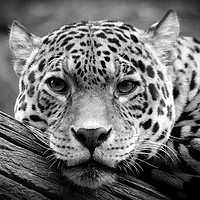 Buy canvas prints of Jaguar Stare Black & White by bryan hynd