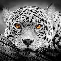 Buy canvas prints of Jaguar Stare isolations by bryan hynd