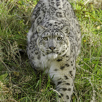Buy canvas prints of Snow Leopard Stare by bryan hynd