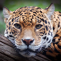 Buy canvas prints of Jaguar Stare 2 by bryan hynd