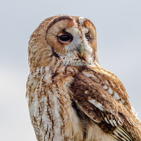 Buy canvas prints of Tawny Owl by bryan hynd