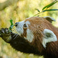 Buy canvas prints of Red Panda by bryan hynd