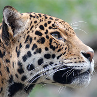 Buy canvas prints of Jaguar profile by bryan hynd