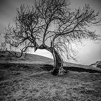 Buy canvas prints of The Frandy Tree by bryan hynd