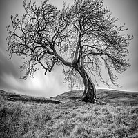 Buy canvas prints of Frandy Tree by bryan hynd