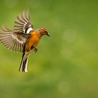 Buy canvas prints of Flight of the Chaffinch by bryan hynd