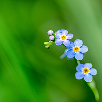 Buy canvas prints of Forget Me Not by bryan hynd
