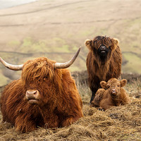 Buy canvas prints of Red Highland Cattle by Steve Jackson