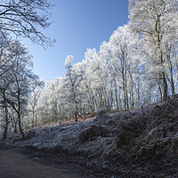 Buy canvas prints of Winter on Cannock Chase by Dan Kemsley