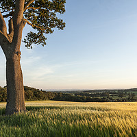 Buy canvas prints of Golden Hour of Shropshire by Dan Kemsley