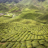 Buy canvas prints of Tea Plantation by Perry Johnson