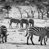 Buy canvas prints of Zebra  by Perry Johnson