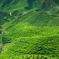 Buy canvas prints of Cameron Highlands by Perry Johnson