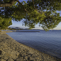 Buy canvas prints of The Pine Walk, Puerto Pollensa by Perry Johnson