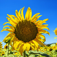 Buy canvas prints of Sunflowers by Perry Johnson