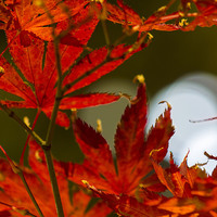 Buy canvas prints of Red leaf by Steven Dunn-Sims
