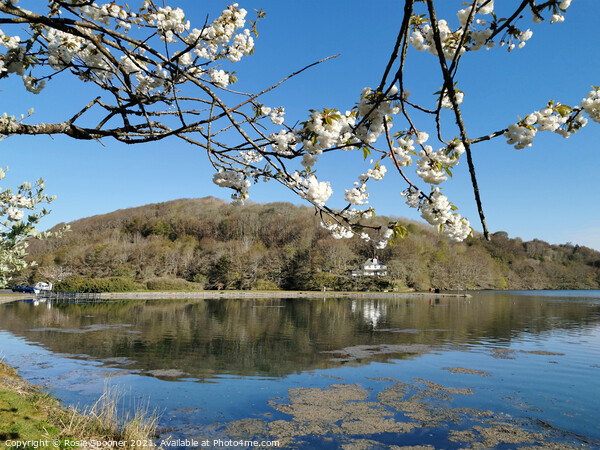 Early morning spring reflections in the Mill Pool at Looe Picture Board by Rosie Spooner