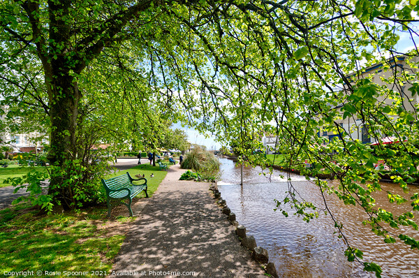 Dawlish Brook in spring time in South Devon Picture Board by Rosie Spooner