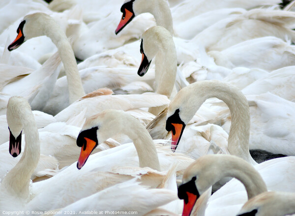 Swans at feeding time Picture Board by Rosie Spooner