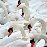 Buy canvas prints of Swans at feeding time by Rosie Spooner