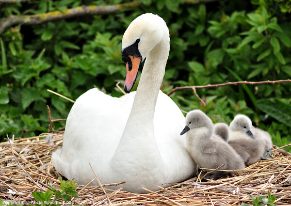 Swan and young cygnets at Abbotsbury Picture Board by Rosie Spooner