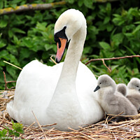 Buy canvas prints of Swan and young cygnets at Abbotsbury by Rosie Spooner