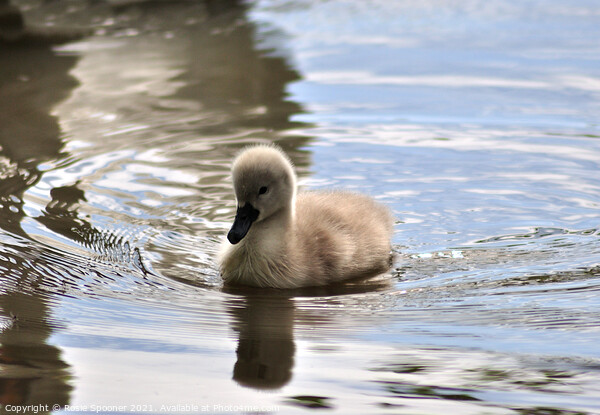 Young cygnet just a few days old Picture Board by Rosie Spooner