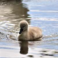 Buy canvas prints of Young cygnet just a few days old by Rosie Spooner