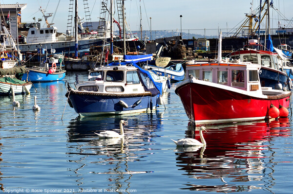 Boats and swans at Brixham Harbour Picture Board by Rosie Spooner