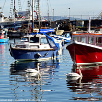 Buy canvas prints of Boats and swans at Brixham Harbour by Rosie Spooner
