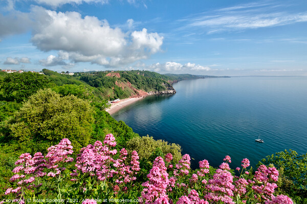 Oddicombe Beach view from Babbacombe Downs Picture Board by Rosie Spooner