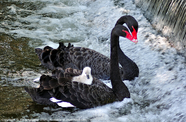 Black Swans and a cygnet taking a ride Picture Board by Rosie Spooner