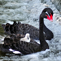 Buy canvas prints of Black Swans and a cygnet taking a ride by Rosie Spooner