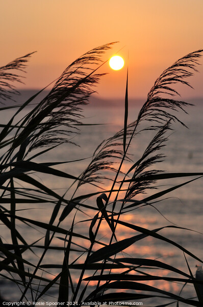 Peaceful sunrise in Looe Cornwall Picture Board by Rosie Spooner