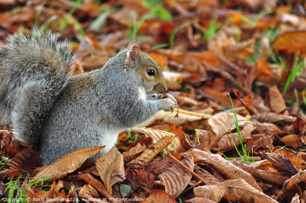 Autumn Squirrel Picture Board by Rosie Spooner
