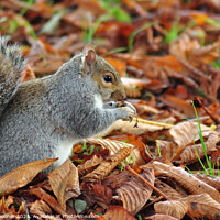 Buy canvas prints of Autumn Squirrel by Rosie Spooner