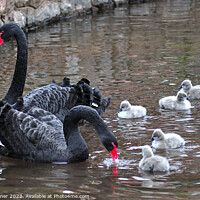 Buy canvas prints of Black Swan family at Dawlish by Rosie Spooner