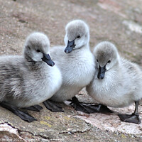 Buy canvas prints of Black Swan cygnets by Rosie Spooner