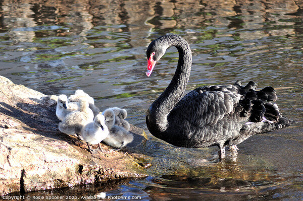 Mother Black Swan with cygnets Picture Board by Rosie Spooner