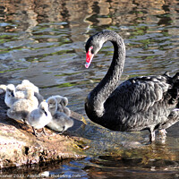 Buy canvas prints of Mother Black Swan with cygnets by Rosie Spooner