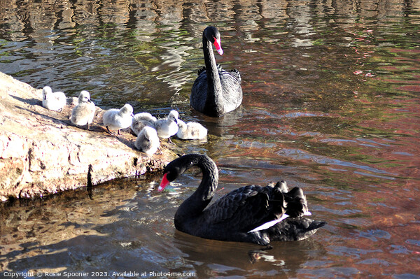 Black swans and cygnets Picture Board by Rosie Spooner