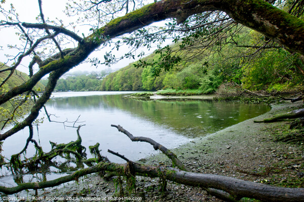 Misty morning on The River Looe Picture Board by Rosie Spooner