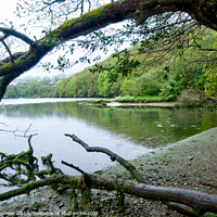 Buy canvas prints of Misty morning on The River Looe by Rosie Spooner