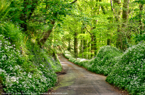 Lane through the woods near Looe  Picture Board by Rosie Spooner